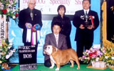 〔写真〕ドッグショー出場の様子