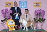 〔写真〕ドッグショー出場の様子