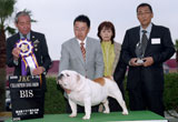〔写真〕ドッグショー出場の様子