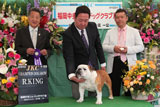 〔写真〕ドッグショー出場の様子