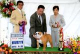 〔写真〕ドッグショー出場の様子