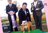 〔写真〕ドッグショー出場の様子