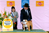 〔写真〕ドッグショー出場の様子