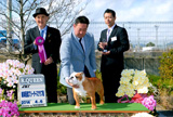 〔写真〕ドッグショー出場の様子